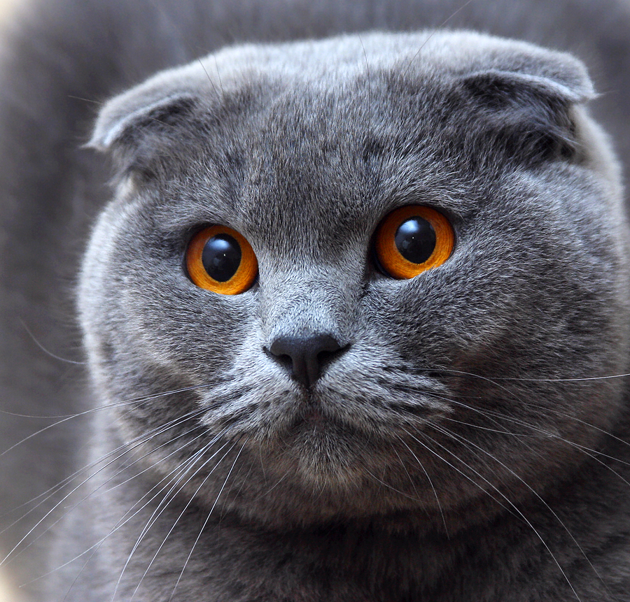Scottish_Fold.jpg