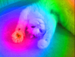 npxon.gif