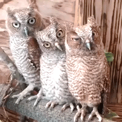 LuaBIm8.gif