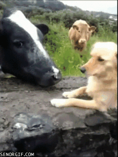 tumblr_myp7nwHhWq1svecmko1_250.gif