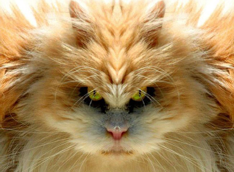 scary-cat.jpg